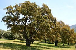 Quercus suber JPG1.jpg