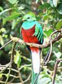 Quetzal01