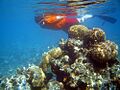 Reef snorkeler