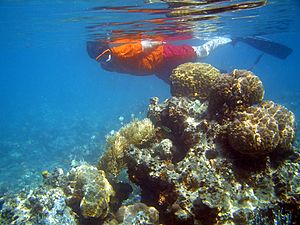 Archivo:Reef snorkeler