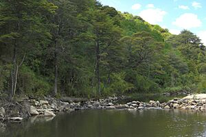 Archivo:Reserva Nacional Los Ruiles, Chile (3437388282)