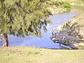 Rio Jatibonico del Sur