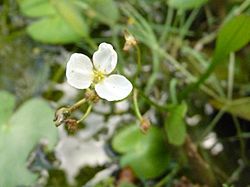 Sagittaria pygmaea.JPG