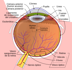Schematic diagram of the human eye-es.svg