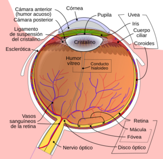 Schematic diagram of the human eye-es.svg