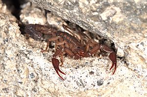 Archivo:Scorpion Centruroides limpidus (14587304901)