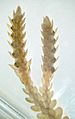 Selaginella strobilus wm