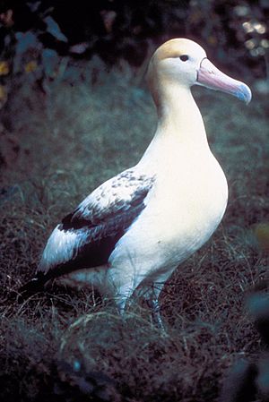 Short tailed albatross.jpg
