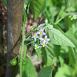 Solanum americanum (Solanaceae).jpg
