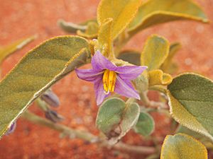 Archivo:Solanum centrale in flower