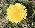Taraxacum officinale - Common dandelion 03