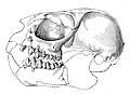 Tetonus homunculus skull big