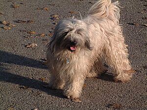 Archivo:Tibet Terrier