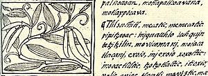 Archivo:Vanilla florentine codex
