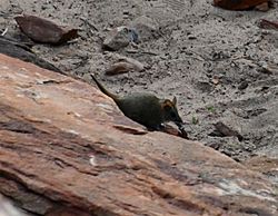 Woolley's False Antechinus imported from iNaturalist photo 218736843 on 9 January 2023.jpg