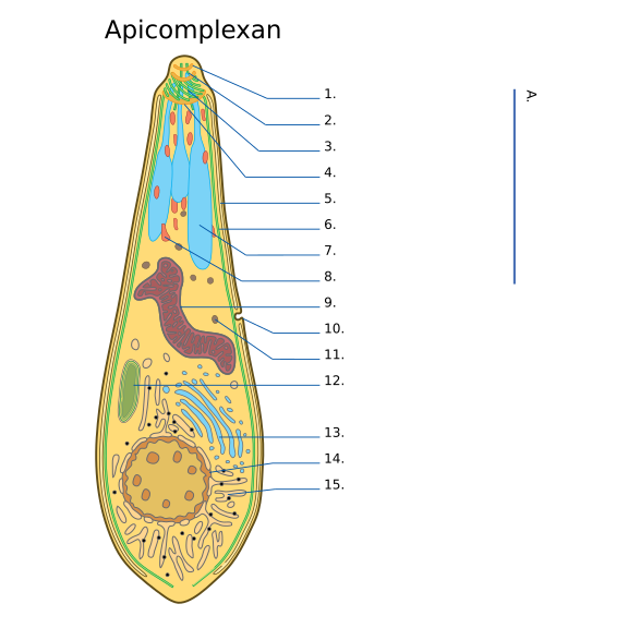2023 Apicomplexan-numbered