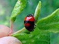 Adalia bipunctata MDj1