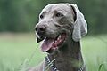 Angus, braco de Weimar.