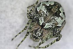 Araneus bonali (10.3897-zookeys.779.26944) Figure 3 (cropped).jpg