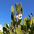 Arctostaphylos pungens 3