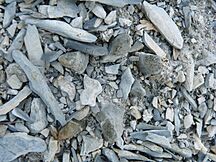 Archivo:Ariocarpus scapharostrus (5727042897)
