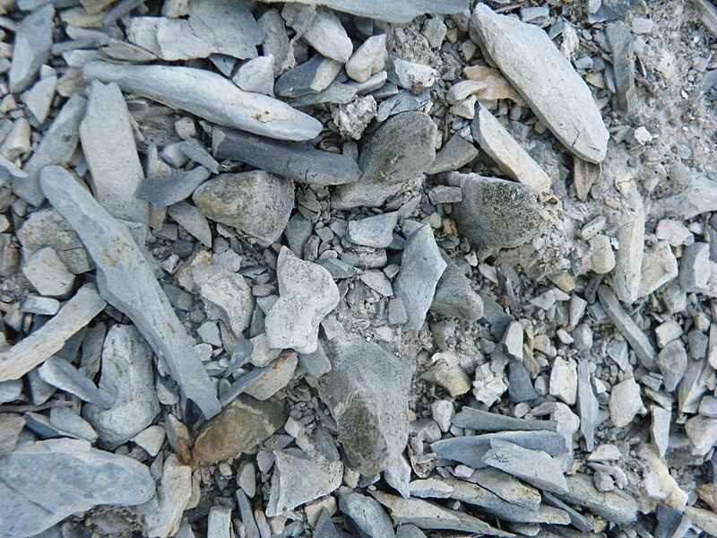Ariocarpus scapharostrus (5727042897)