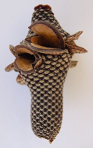 Archivo:Banksia menziesii cone