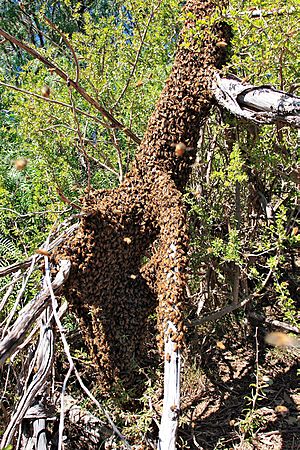 Archivo:Bee swarm on fallen tree03