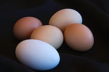 Archivo:Biodiversidad en huevos de gallina