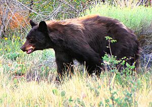 Archivo:Black Bear, Great Sand Dunes National Park (33340686190)