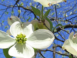Archivo:Blooming Dogwood