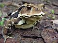 Bufo japonicus DSCN9882