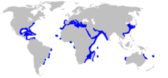 Range of the sandbar shark