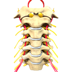Archivo:Cervical Spine Computer Generated Image