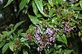 Chromolaena perglabra 2