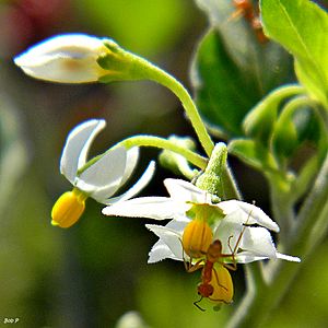 Archivo:Common nightshade (Solanum americanum) (7525644002)
