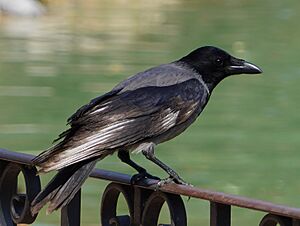 Archivo:Corvus cornix in Locarno