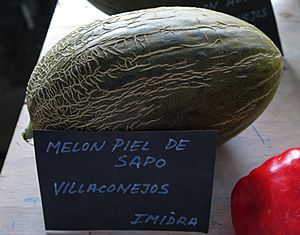 Archivo:Cucumis melo, "melón piel de sapo", Villaconejos