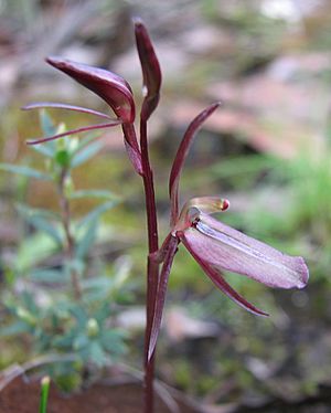 Archivo:Cyrtostylis reniformis