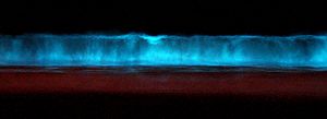 Archivo:Dinoflagellate bioluminescence 2