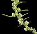 Dysphania ambrosioides - Flickr - Kevin Thiele