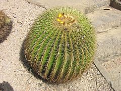 Echinocactus grussonii, asiento de la suegra