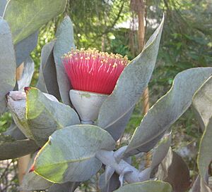 Archivo:Eucalyptus macrocarpa 02