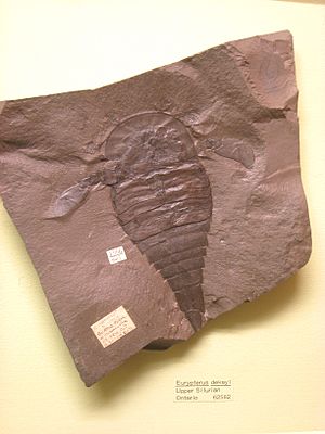 Archivo:Eurypterus dekayi Exhibit Museum of Natural History