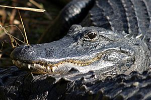 Archivo:Everglades Natl Park Alligator