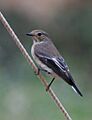Ficedula hypoleuca female