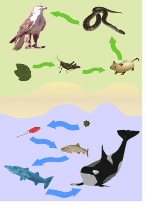 Archivo:FoodChain