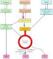 Gluconeogénesis svg