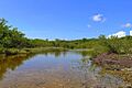 Guánica State Forest in Boca, Guayanilla, Puerto Rico