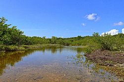 Guánica State Forest in Boca, Guayanilla, Puerto Rico.jpg